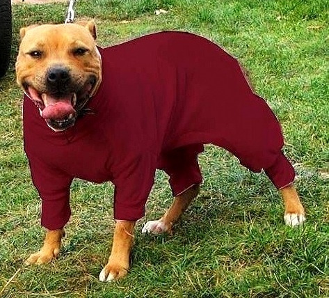 10.2.15 - Pit Bulls in Pajamas9