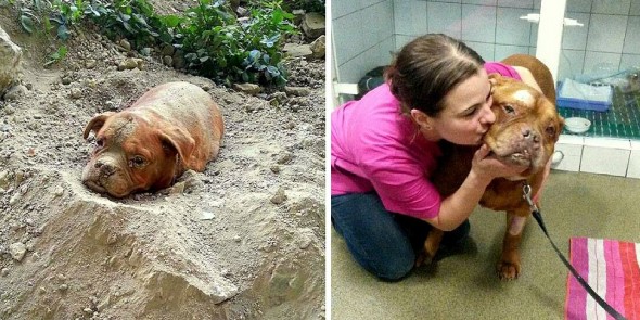10.21.15 - Dog Buried Alive Has Been Adopted1