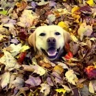 10.22.15 Dogs Who Are Obsessed with Leaves