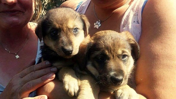 10.25.15 - The Amazing Rescue of a Bosnian Street Dog and Her Puppies2