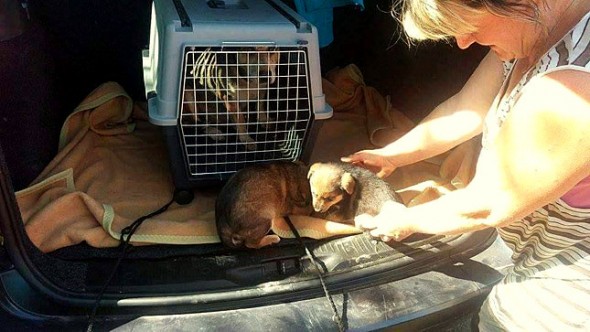 10.25.15 - The Amazing Rescue of a Bosnian Street Dog and Her Puppies3