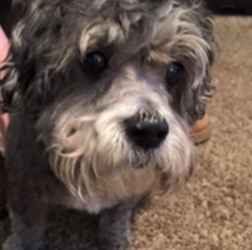 10.26.15 - adopted accident1