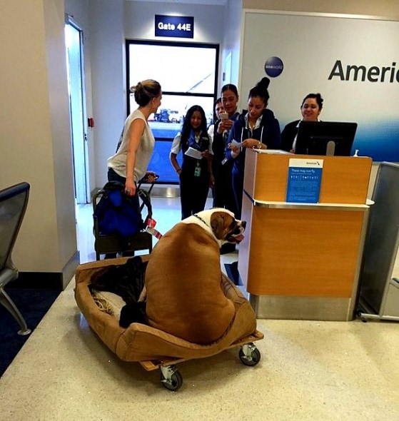 10.28.15 - Support Dog Treated Like Royalty on First Class Flight1