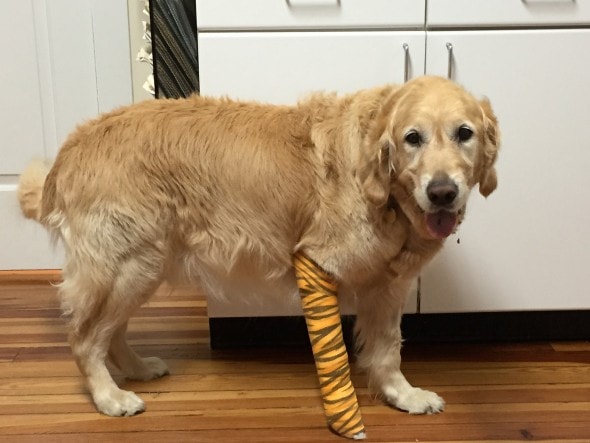 Figo, an 8-year-old golden retriever, was crossing a street in Brewster with his legally blind owner, Audrey Stone, when a mini school bus approached the pair, CNN affiliate WCBS reported.