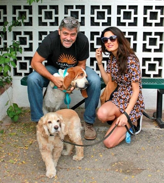 10.29.15 - George & Amal Clooney Adopt Rescue Dog1