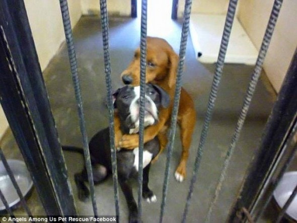 Kala and Keira when scared and alone at the shelter.