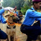 11.10.15 Kukur Tihar Festival in Nepal14