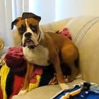 11.12.15 Boxers Who Are Scared of Ridiculous Things
