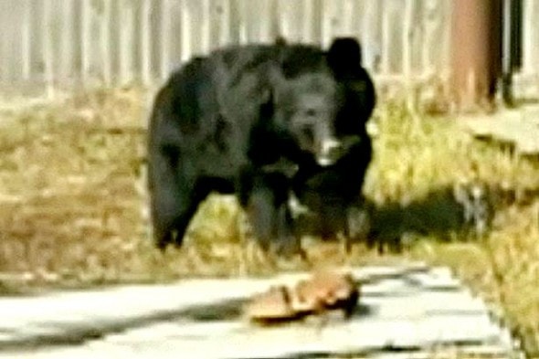 11.12.15 - Dachshund Saves Two Boys Being Attacked by Black Bear3