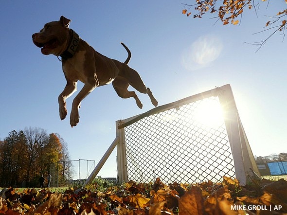 Pit Bull Police Dog