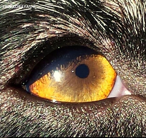 These eyes have seen a lot of love.