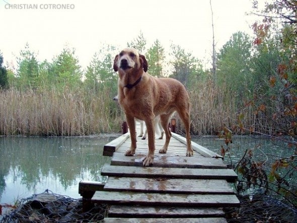 One of the many dogs I've loved.