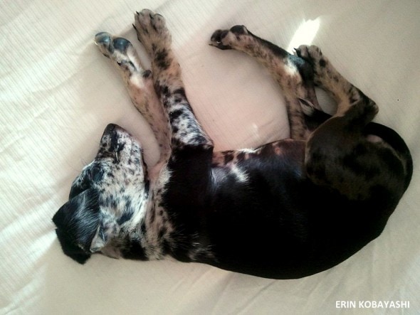A portrait of the artist as a young puppy.