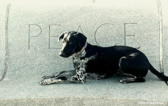 Luna, the culmination of the love of every dog who came before