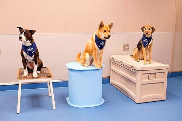 11.19.15 - Chicago Aquarium Adopts Rescue Dogs4