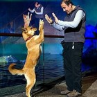 11.19.15 Chicago Aquarium Adopts Rescue Dogs5