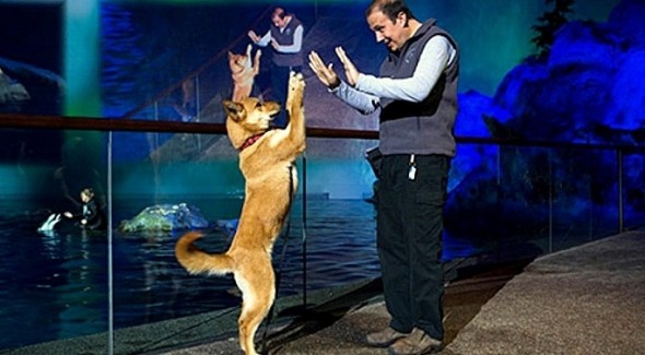 11.19.15 - Chicago Aquarium Adopts Rescue Dogs5