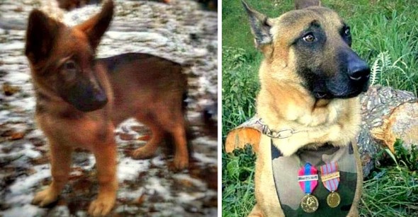 11.20.15 - Russia Sending France New Police Dog1