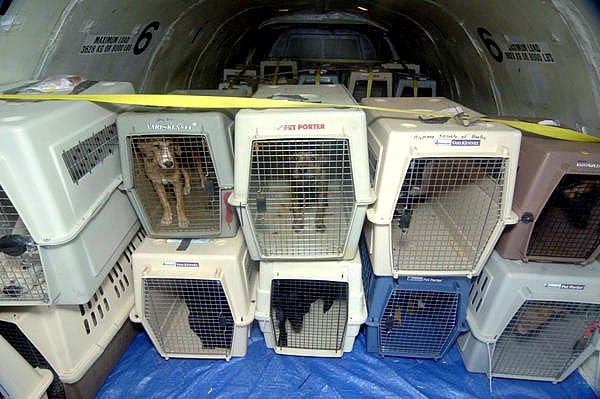 Delta Will No Longer Make Pets Fly as Cargo - LIFE WITH DOGS