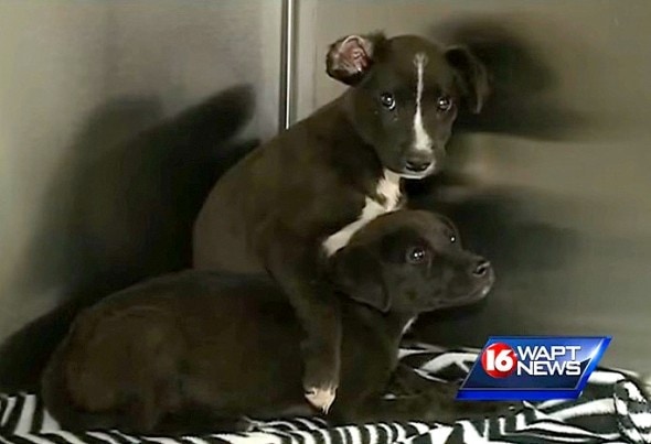 According to WAPT, when reporter Allie Ware reached in to pet the puppy lying down, her sister put her front leg over her to protect her.