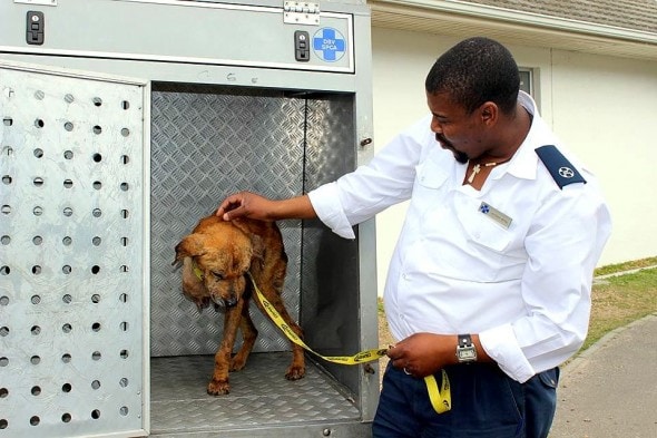 11.27.15 - Heroic Dog Takes a Bullet to Save Elderly Owners from Robber3