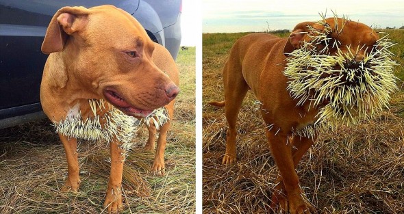 11.4.15 - Ouch - Dog Survives Brutal Porcupine Attack7