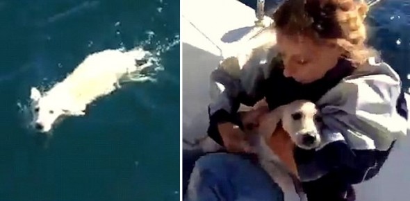 11.5.15 - Italian Sailors Save Puppy Stranded in the Gulf of Naples2