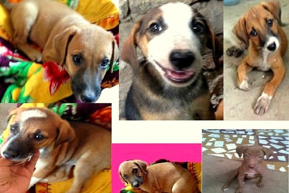 11.6.15 - 10 Indian Street Pups Rescued1