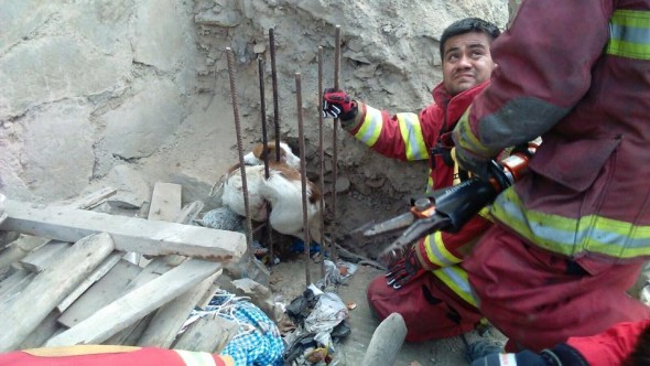 Photo credit: Rescate Animal Personas Salvando Vidas/Facebook