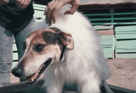 Dog dressed as a Samoyed dog. Photo credit: YouTube