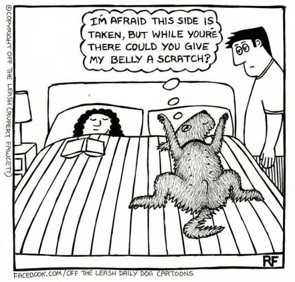 12.10.15 - Pros & Cons of Snoozing with Dogs0
