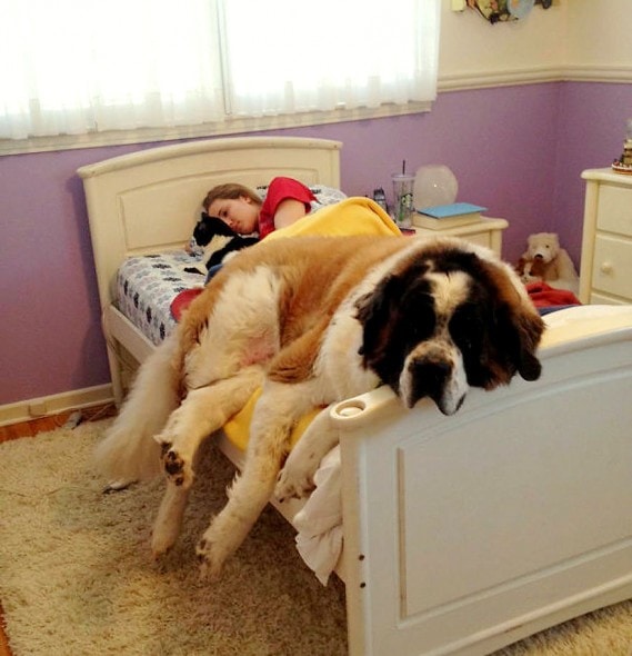 12.10.15 - Pros & Cons of Snoozing with Dogs1