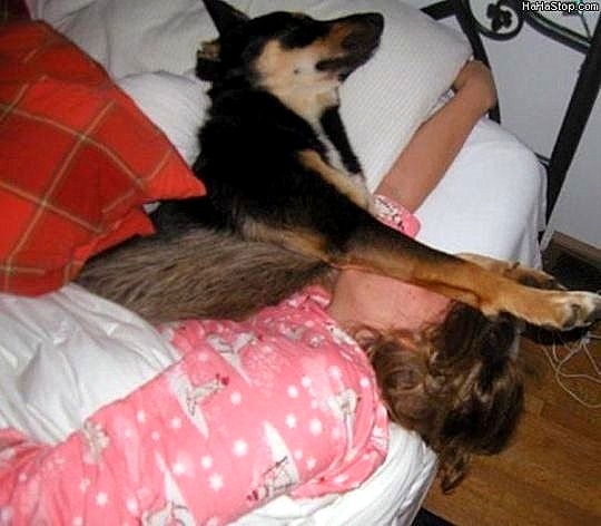 12.10.15 - Pros & Cons of Snoozing with Dogs2