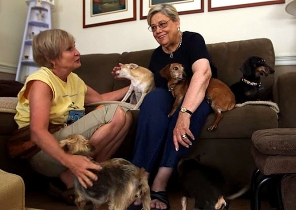 12.11.15 - Woman Opens Retirement Home for Dogs10