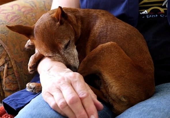 12.11.15 - Woman Opens Retirement Home for Dogs4