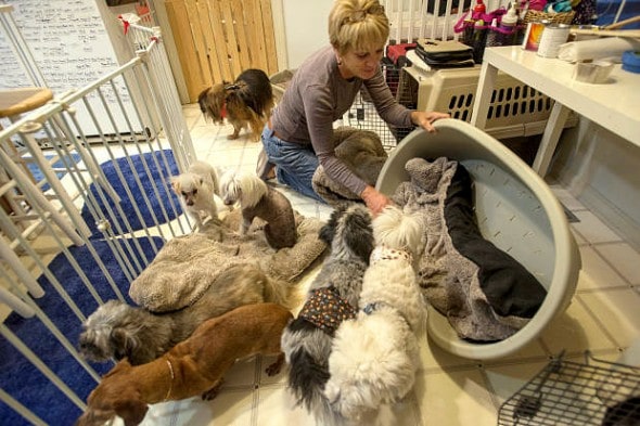 12.11.15 - Woman Opens Retirement Home for Dogs9