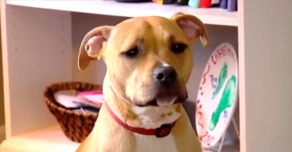 12.12.15 - Adopted Pit Bull Saves Boy Having a Seizure2