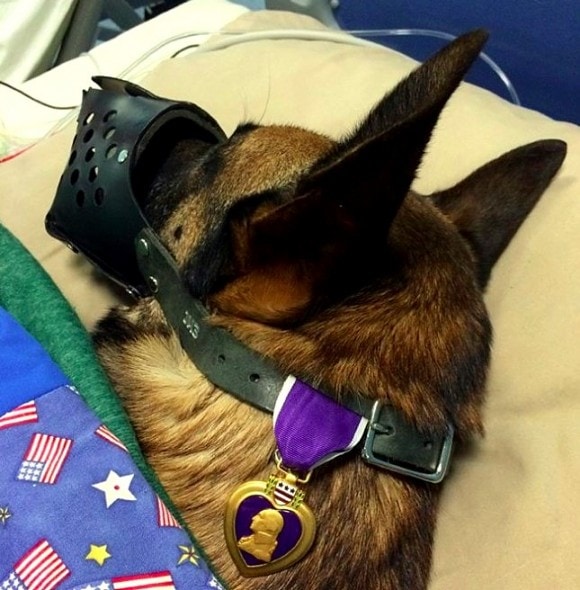 12.12.15 - Injured Soldier & Dog Get a Hospital Room Together2