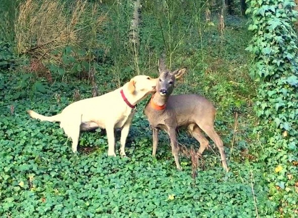 12.13.15 - Dog & Orphaned Fawn Form Lifelong Friendship at German Christmas Tree Farm3