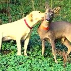12.13.15 Dog Orphaned Fawn Form Lifelong Friendship at German Christmas Tree Farm4