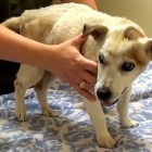 12.13.15 Homeless Blind Dog Has His Vision Restored2