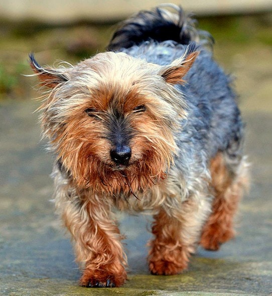 12.16.15 - Britain’s Oldest “Puppy” Turns 262