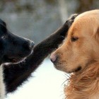 12.16.15 New Study Shows Dogs Give Treats to Their Friends3