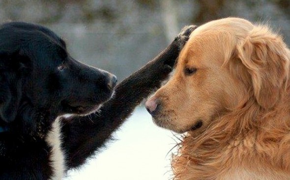 12.16.15 - New Study Shows Dogs Give Treats to Their Friends3