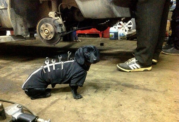 12.17.15 - Dachshund Gets a Job as a Mechanic1