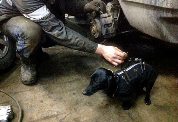 12.17.15 - Dachshund Gets a Job as a Mechanic2