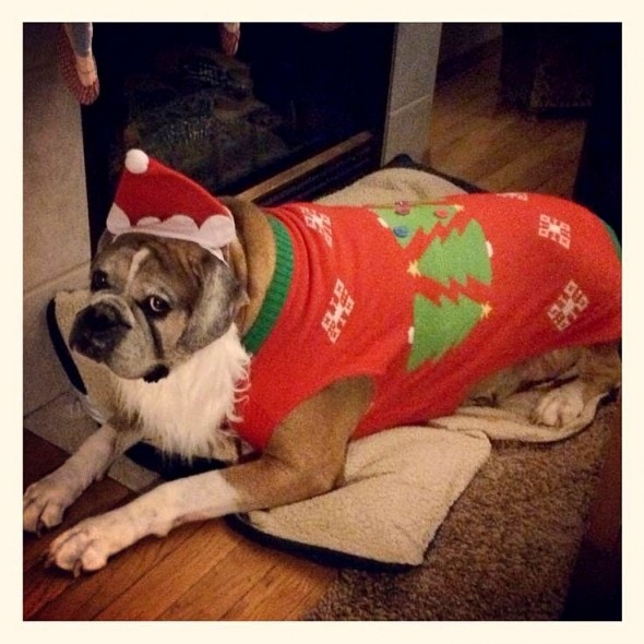 12.17.15 - Dog Ugly Christmas Sweater10