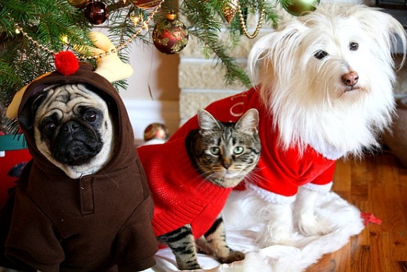 12.17.15 - Dog Ugly Christmas Sweater11