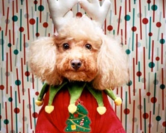 12.17.15 - Dog Ugly Christmas Sweater12