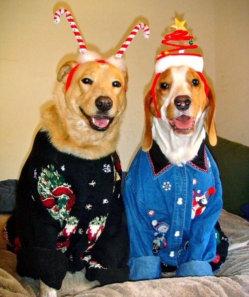 12.17.15 - Dog Ugly Christmas Sweater17